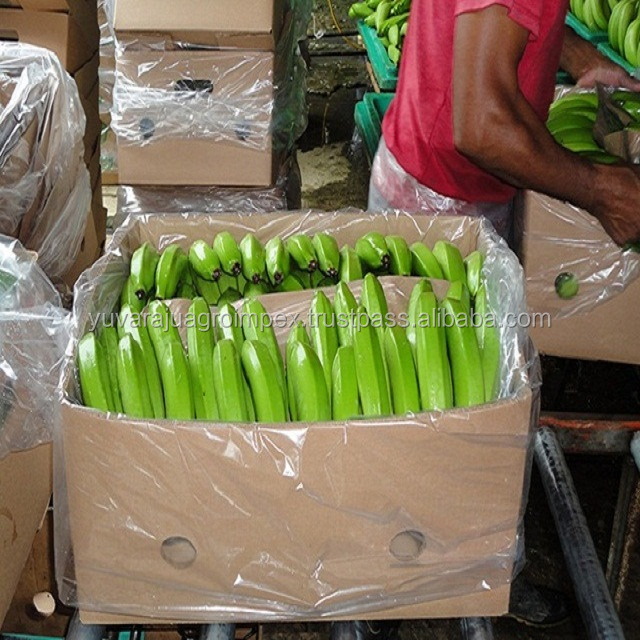 Fresh Long Green Cavendish Banana Exporters In India