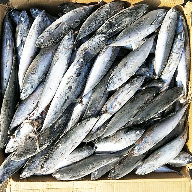 Замороженный тунец-Бонито auxis thazard морепродукты рыба