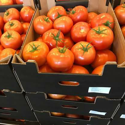 Quality Fresh Tomatoes Now Available for Exportation