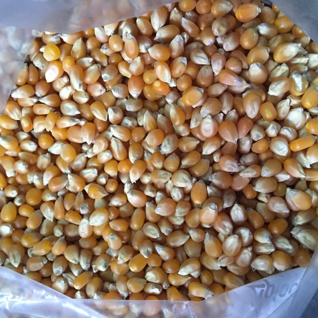 Maize cattle feed whatsapp+84-845-639-639