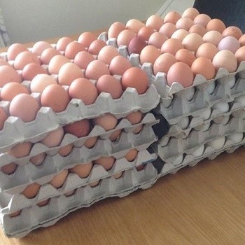 Свежие белые куриные яйца