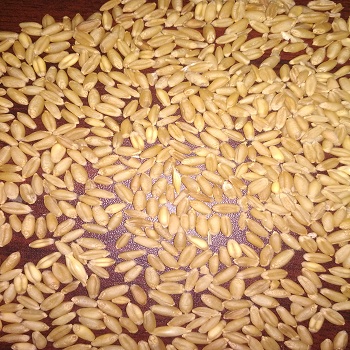 Wheat High Quality Natural Whole Wheat Grain Dried Style Wheat for Soft Bread Making