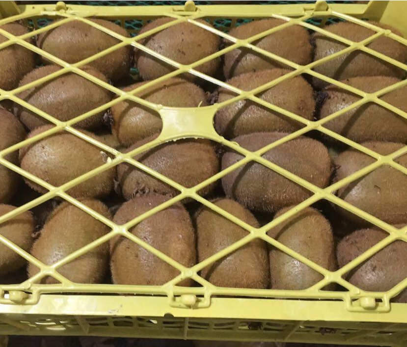 Kiwi Fruit