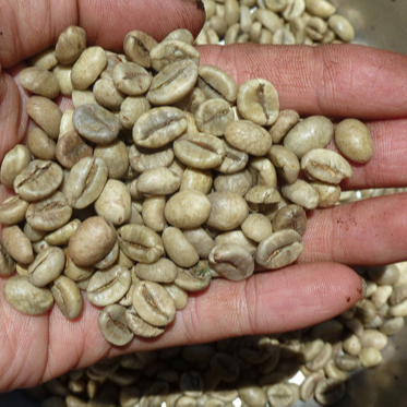 Robusta Raw coffee beans cheap price (Whatsapp 0084971054925)