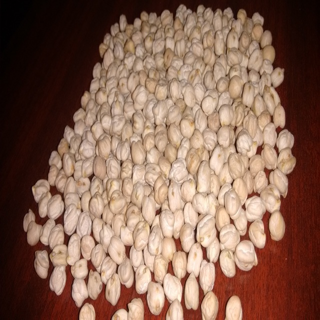 High Quality Indian White Chickpeas / Kabuli Chana Dried