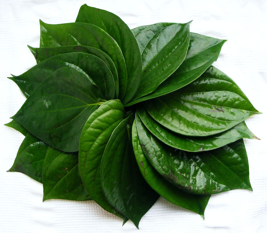 Высокое Качество натуральные свежие листья Betel с конкурентоспособной ценой для экспорта