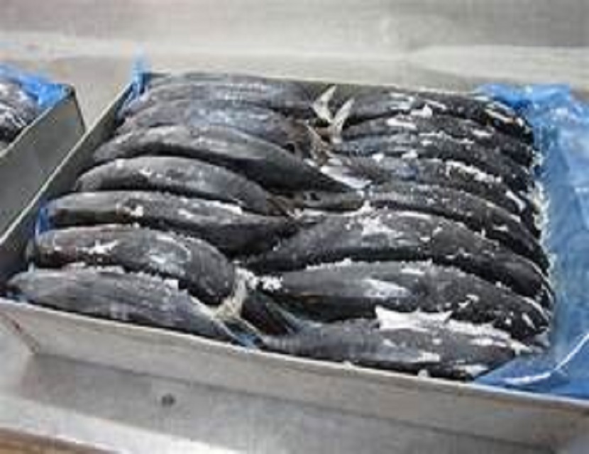 2018 Высокое качество 400-700 г замороженный свежий тунец, цельная круглая Бонито на продажу