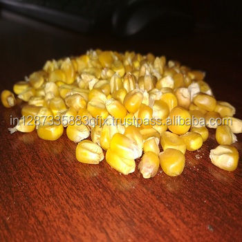 Good Quality Indian Corn Yellow Maize