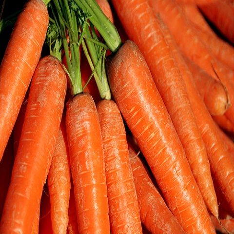 Вьетнамская красная свежая морковка для продажи