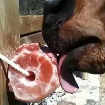 Цилиндрическая соль Lick-Sian Enterprises