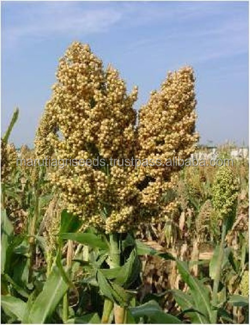 CHEPEST PRICE FOR SORGHUM SEEDS F1 for Azerbaijan