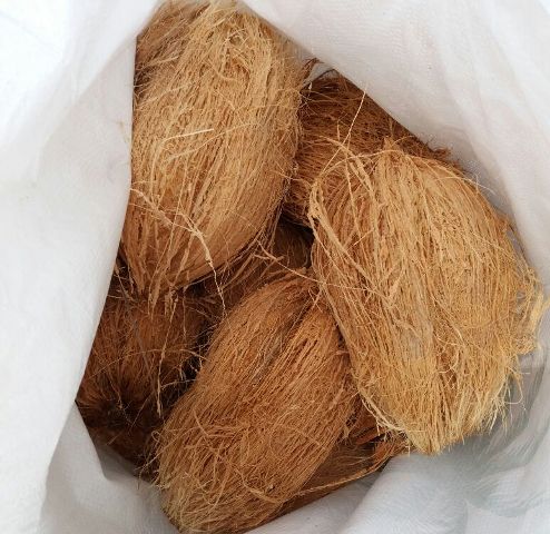 SEMI HUSKED COCONUT EXPORTER TO SRILANKA