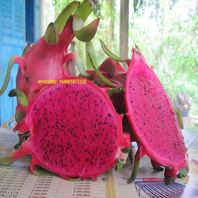 Красный DRAGONFRUIT