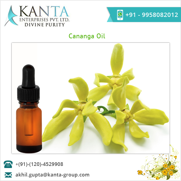 Оптовая продажа количество масла Cananga по цене продажи для ароматерапии