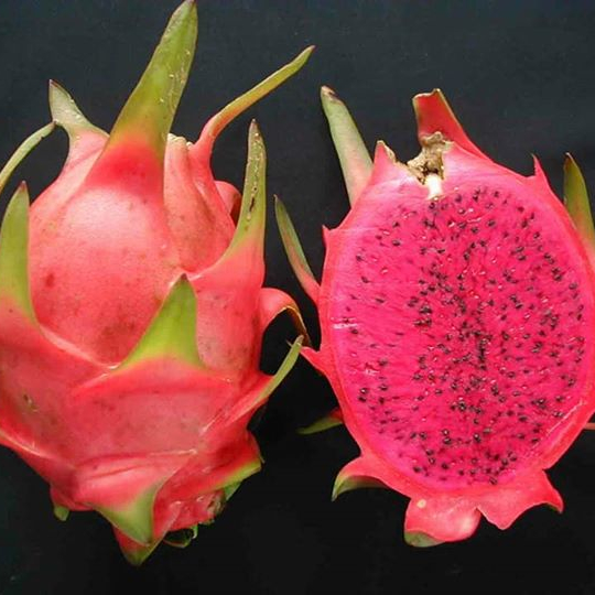 VIET NAM RED DRAGON FRUIT