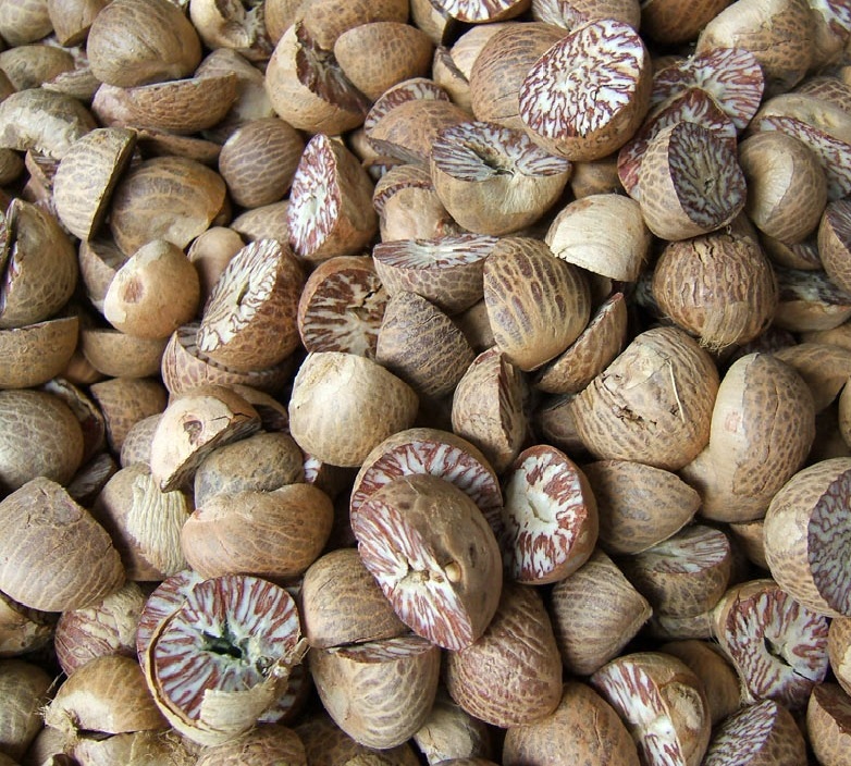 Betel Nut новый урожай