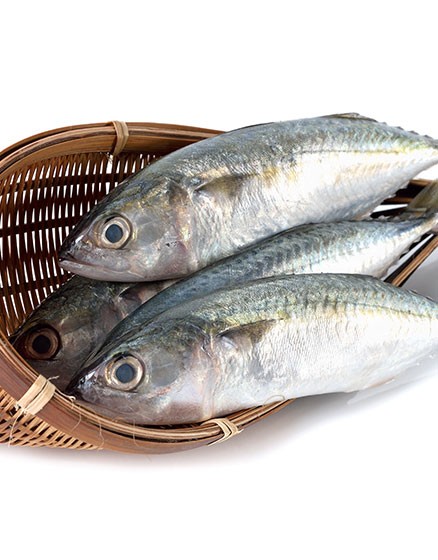 Конская скумбрия, лосось, ленточная рыба, угрь, морской окунь, рыба-тунец