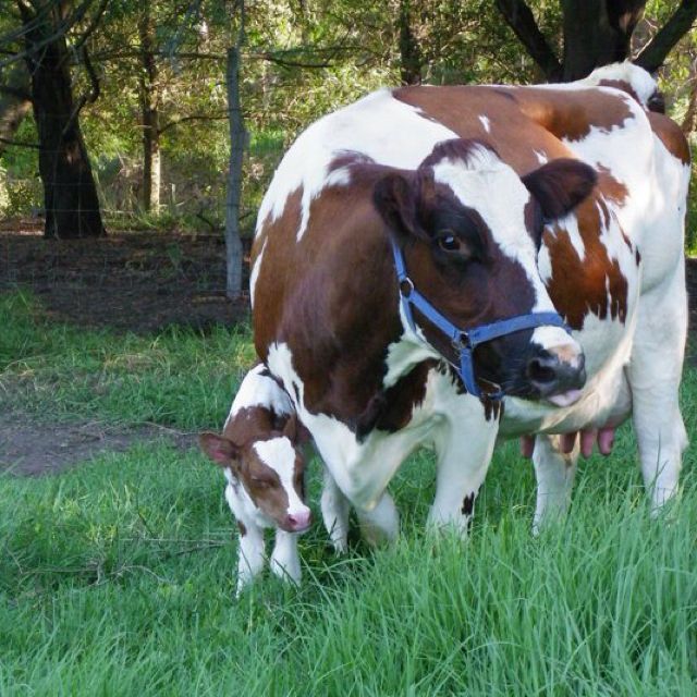 Quality Live Friesian Holstein Heifers Pregnant Cow