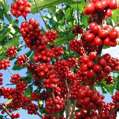 Кофе в зернах ROBUSTA-1 класс-экран 18-влажная полировка