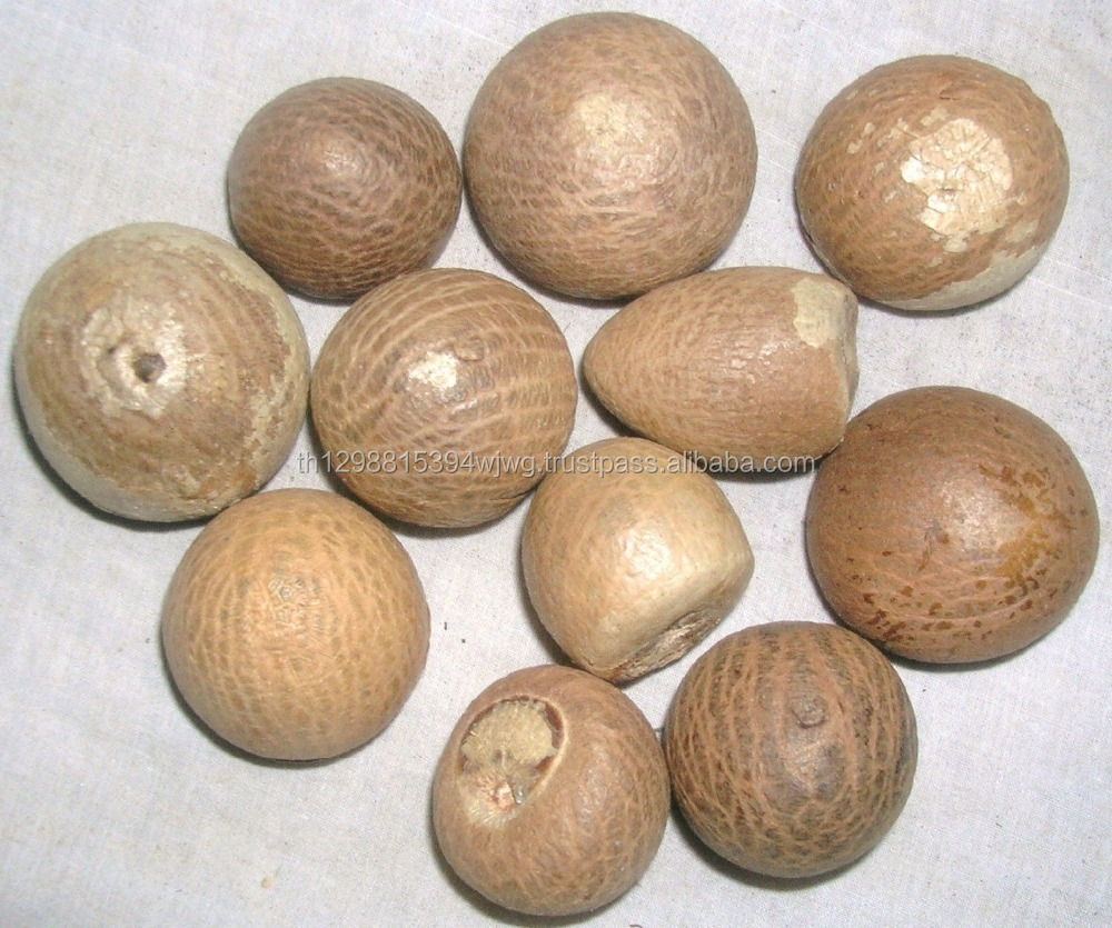 Свежий зеленый орех Betel/орех Areca