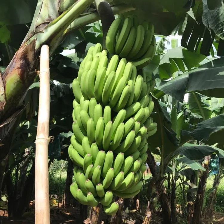 Vietnam Fresh Cavendish Banana