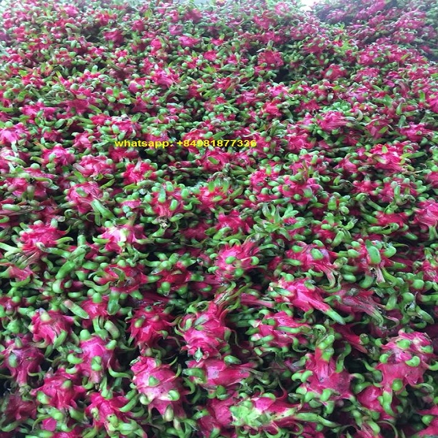 HOANG KIM VIETNAM FRESH DRAGON FRUIT