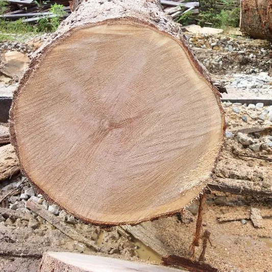 EUCALYPTUS LOGS/Wood Logs from Romania