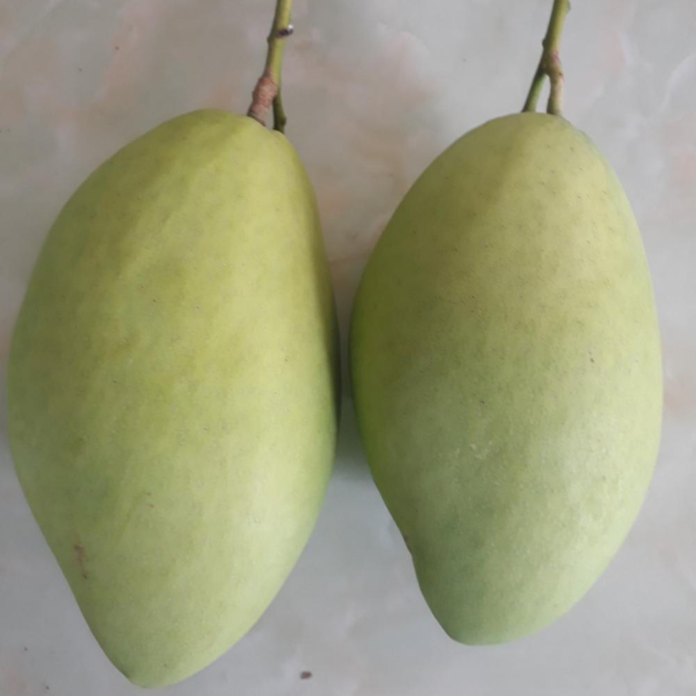 Свежий Кот HOA LOC-CAT CHU MANGO-высокое качество с лучшей ценой