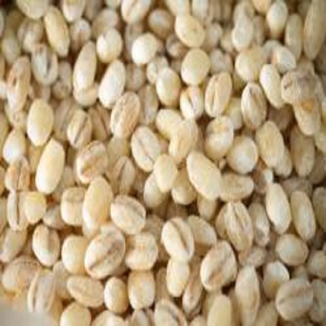 Indian Barley Animal Feed