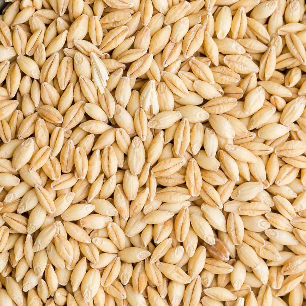 Quality barley online from main producer contact get good price
