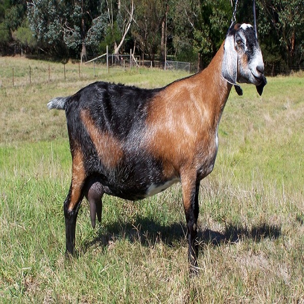 Pregnant Anglo Nubian Goats live