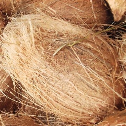 COCONUT EXPORTER IN INDIA
