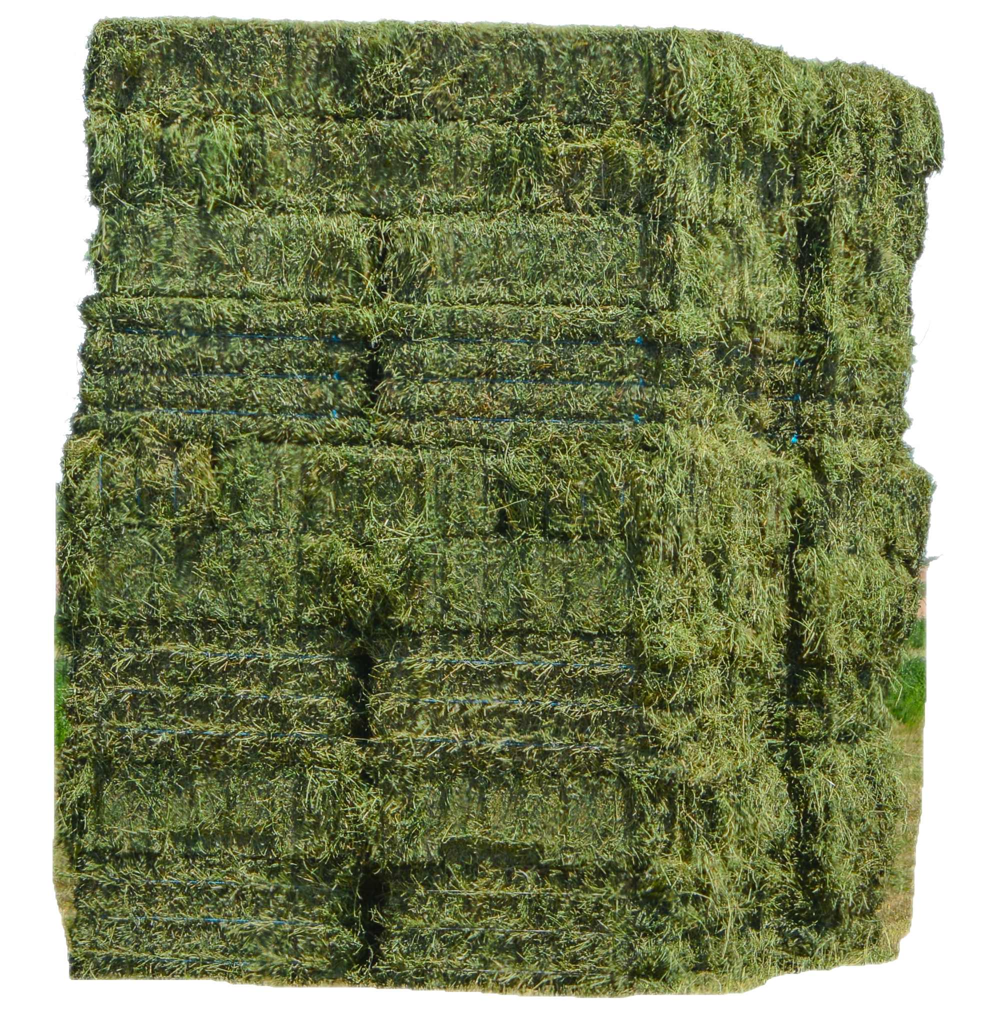 Wholesale cheap Cattle Alfalfa Hay Animal Feed Ready For Export Alfalfa Hay For Animal feeding /Lucerne Hay