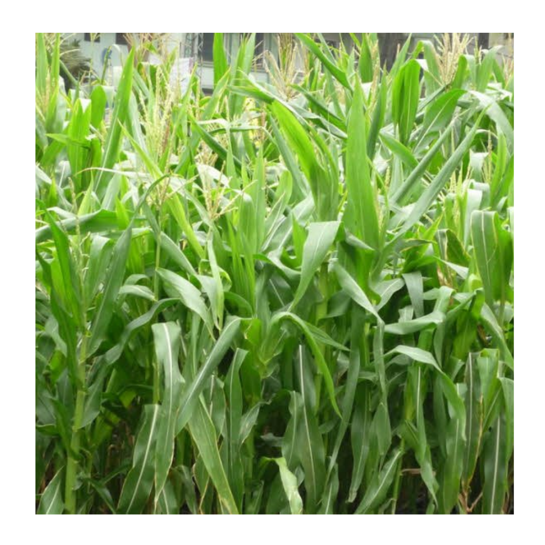 High Protein Corn Silage Animal Feeding