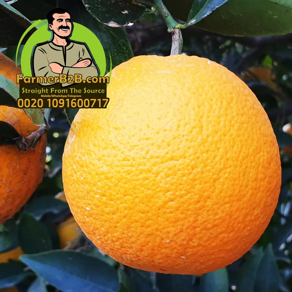 Best Quality Egyptian Valencia Orange (Very competitive price)