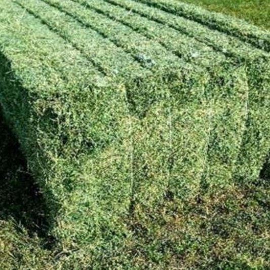 high protein cheap alfalfa hay Animal Feed Sundry Lucerne Hay