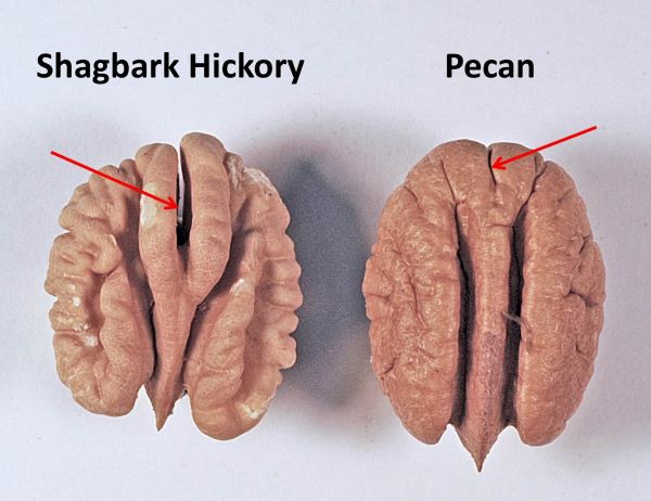 Hickory орех пекан