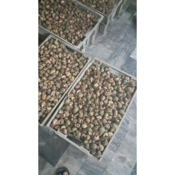 Top Shell Baigai Supplier From Pakistan