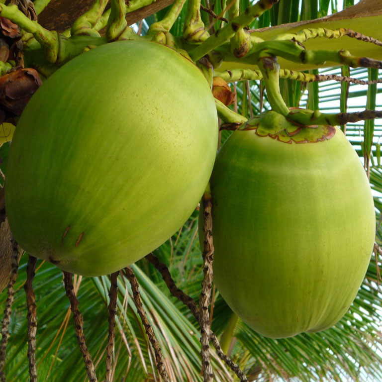 FRESH YOUNG COCONUT/COCONUT FRUIT/ FRESH COCONUT