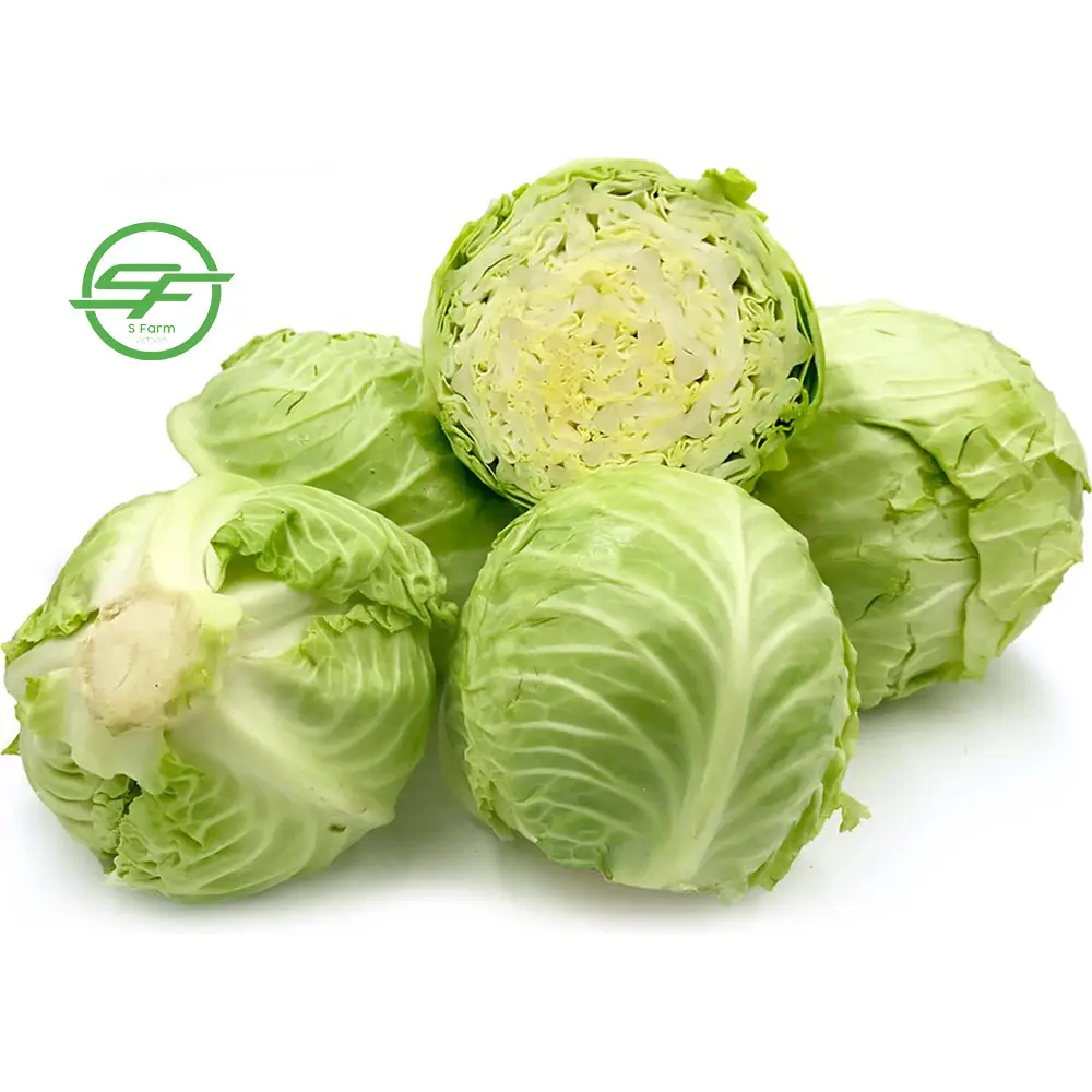 Viet Nam High quality Fresh Wholesale Round cabbage (Whatsapp/zalo/wechat: +84 912 964 858)