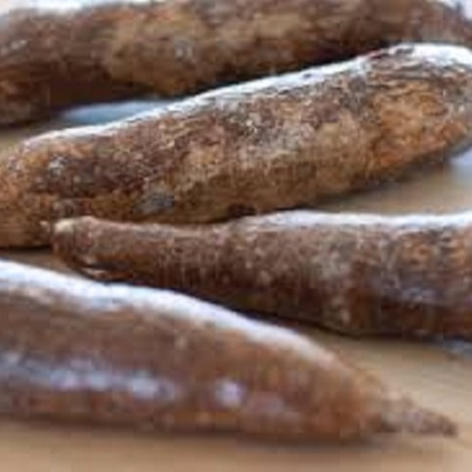 Свежая коричневая кожа белая телесная кассава