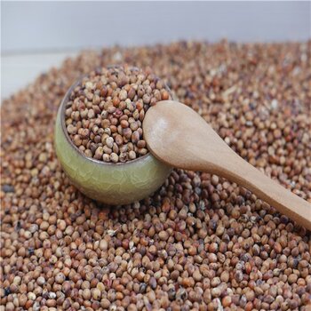 WHITE SORGHUM Red Sorghum,Sorghum Grains