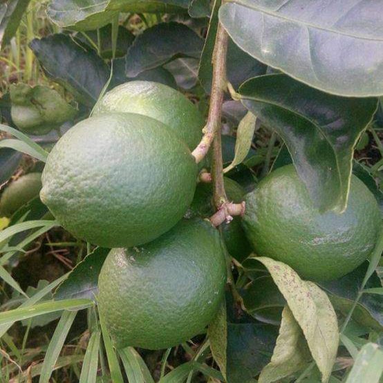 HOT SALE SEEDLESS LEMON 2021 SEASON FROM VIETNAM