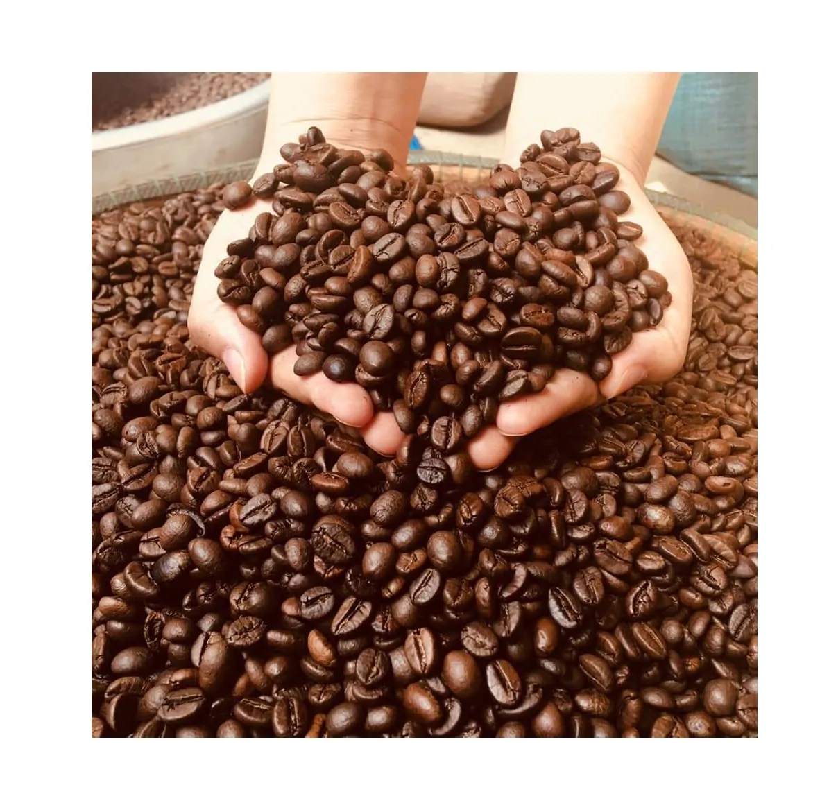 Распродажа, кофейные зерна робуста и арабика лучшего качества, Вьетнам