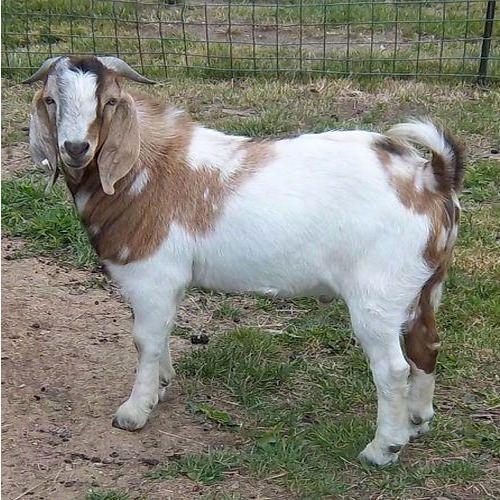 100% Full Blood Boer Goat at wholesales prices