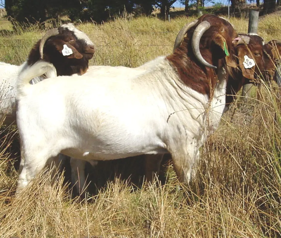 South African Boer Goat