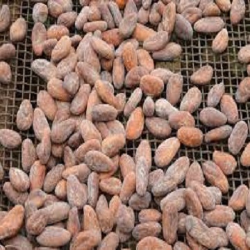 Certified Best Wholesale price Cacao Beans +Dried Criollo Cocoa Beans +Dried Fermented Cacao +Dried