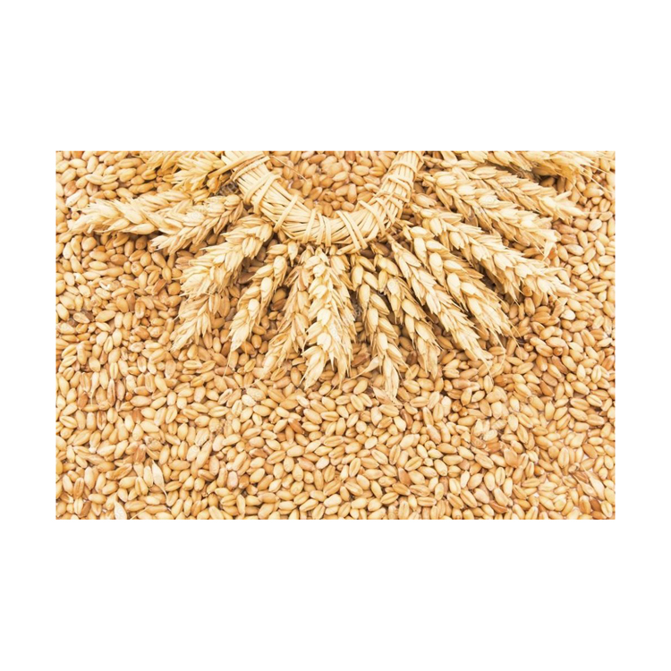 High quality wheat grain in bulk, wheat grain