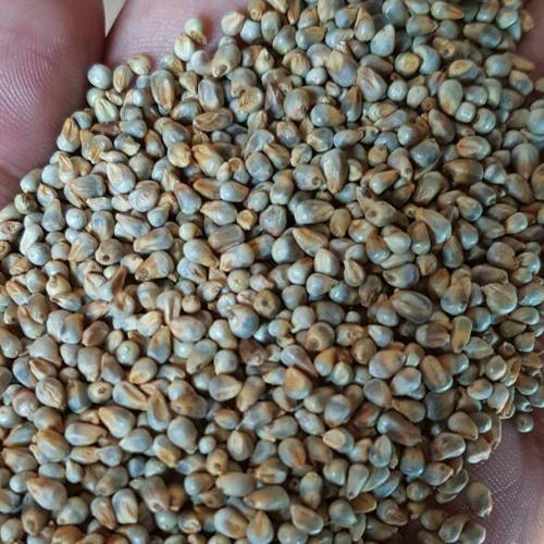 Natural Raw Green Millet / yellow millet / Bajra India Origin / Human Consumption and Animal Feeds