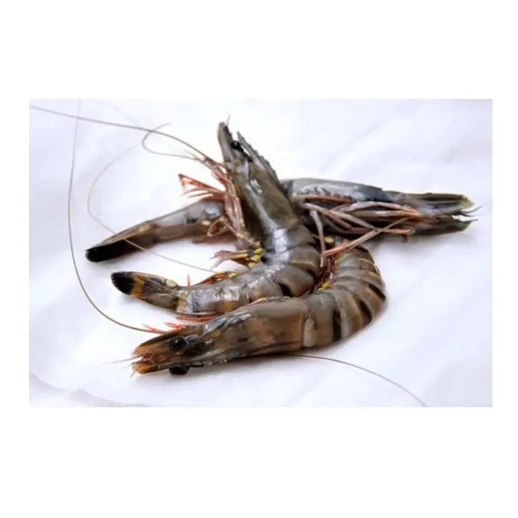 High Quality Black Tiger Shrimp at Wholesale Price